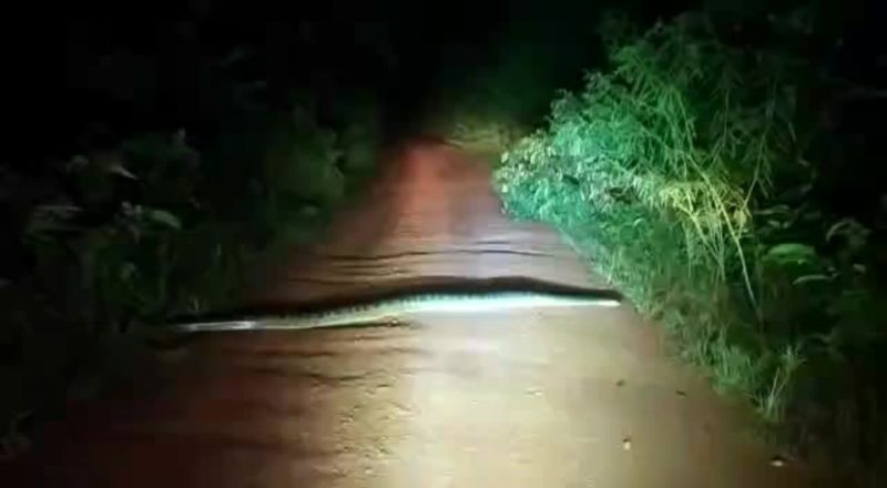 sucuri atravessada na estrada
