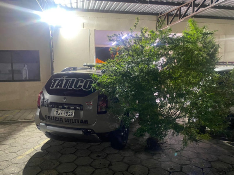 &Aacute;rvore de cultivo da erva il&iacute;cita foi apreendida pelos policiais na noite deste s&aacute;bado (9) – Foto: PM Tubar&atilde;o / Divulga&ccedil;&atilde;o ND