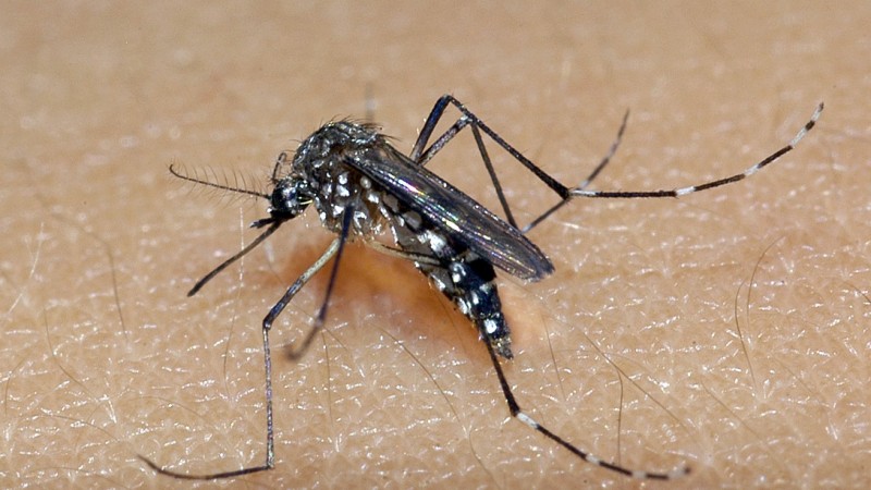 Sintomas causadas pela dengue podem ser fortes e levar à morte &#8211; Foto: Sec.Saúde RS/Divulgação/ND