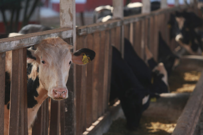 Cadeia de produção leiteira de Santa Catarina tem cerca de 200 mil empregos envolvidos – Foto: Julio Cavalheiro/Divulgação/ND