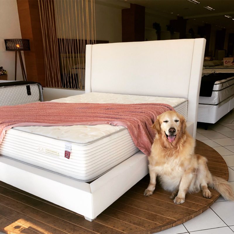 Amarelo &eacute; o gerente geral da loja da fam&iacute;lia. – Foto: Arquivo Pessoal/Divulga&ccedil;&atilde;o/ND