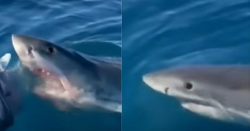 Vídeo mostra ataque de tubarão a barco de família em alto mar – Foto: Reprodução/Internet