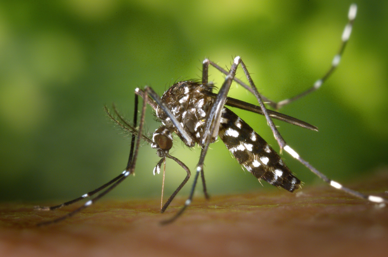 Brusk erklärt Notstand wegen Zunahme von Dengue-Fällen – – 8211;  Foto: Rathaus von Brusque / Offenlegung / ND