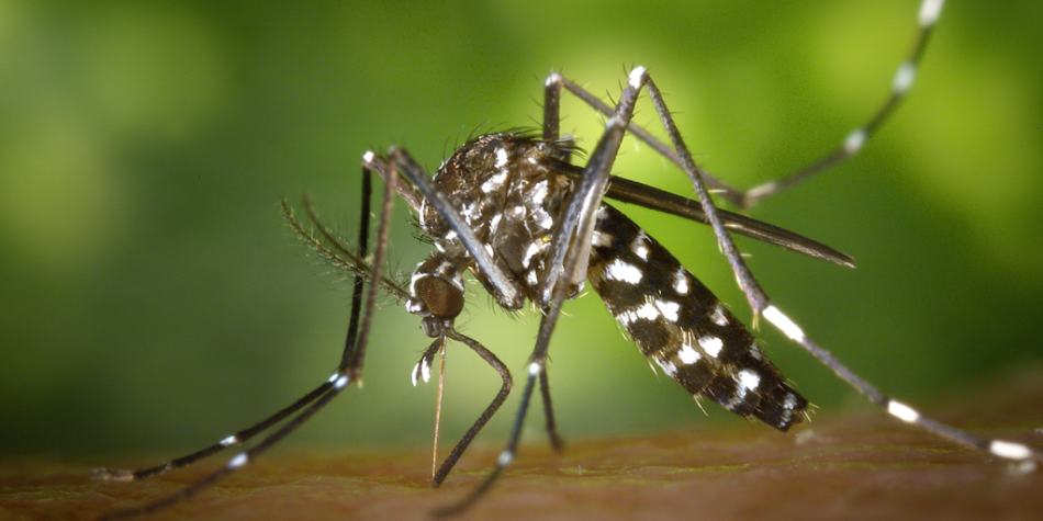 Brusk ruft wegen der Zunahme von Dengue-Fieber-Fällen den Ausnahmezustand aus