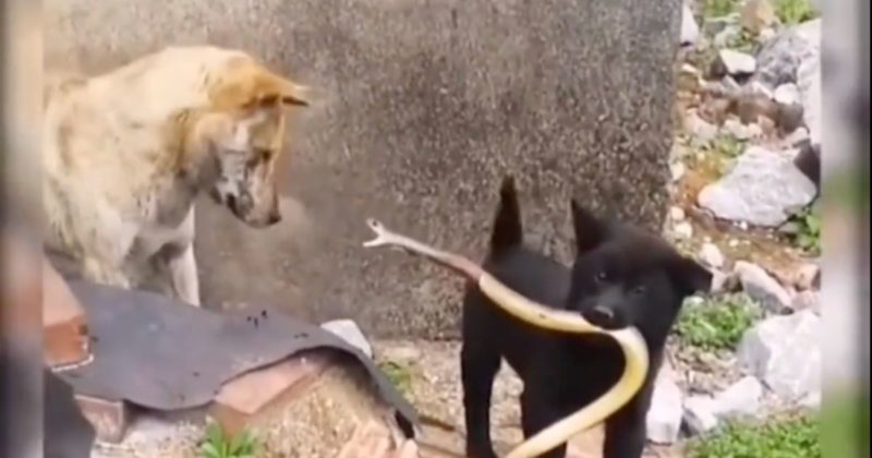 Cobra tenta abocanhar a mam&atilde;e cachorro, incr&eacute;dula com o “brinquedo” do filhote – Foto: Reprodu&ccedil;&atilde;o