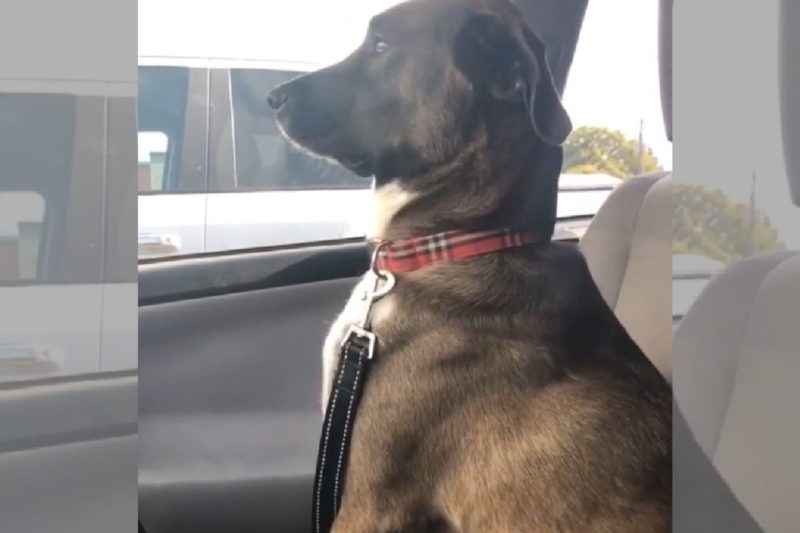 Cachorro fica magoado ap&oacute;s ser levado ao dentista nos Estados Unidos – Foto: Internet/Reprodu&ccedil;&atilde;o