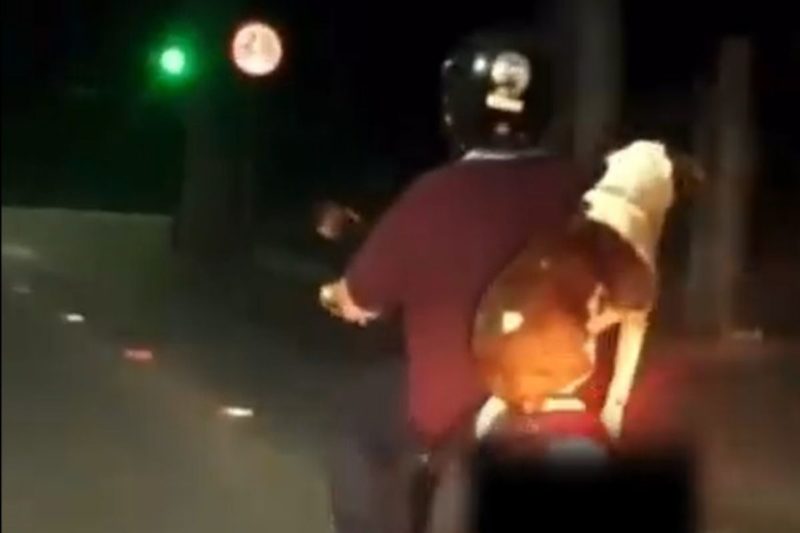 Cachorro foi flagrado passeando tranquilamente pelas ruas de Jaragu&aacute; do Sul – Foto: Reprodu&ccedil;&atilde;o/Internet/ND