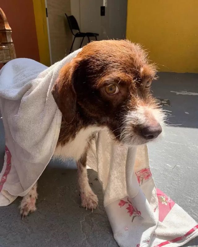 A cadelinha que estava gr&aacute;vida, com a sa&uacute;de muito debilitada ganhou o apelido de Samanta&nbsp;– Foto: Reprodu&ccedil;&atilde;o Internet/Divulga&ccedil;&atilde;o ND