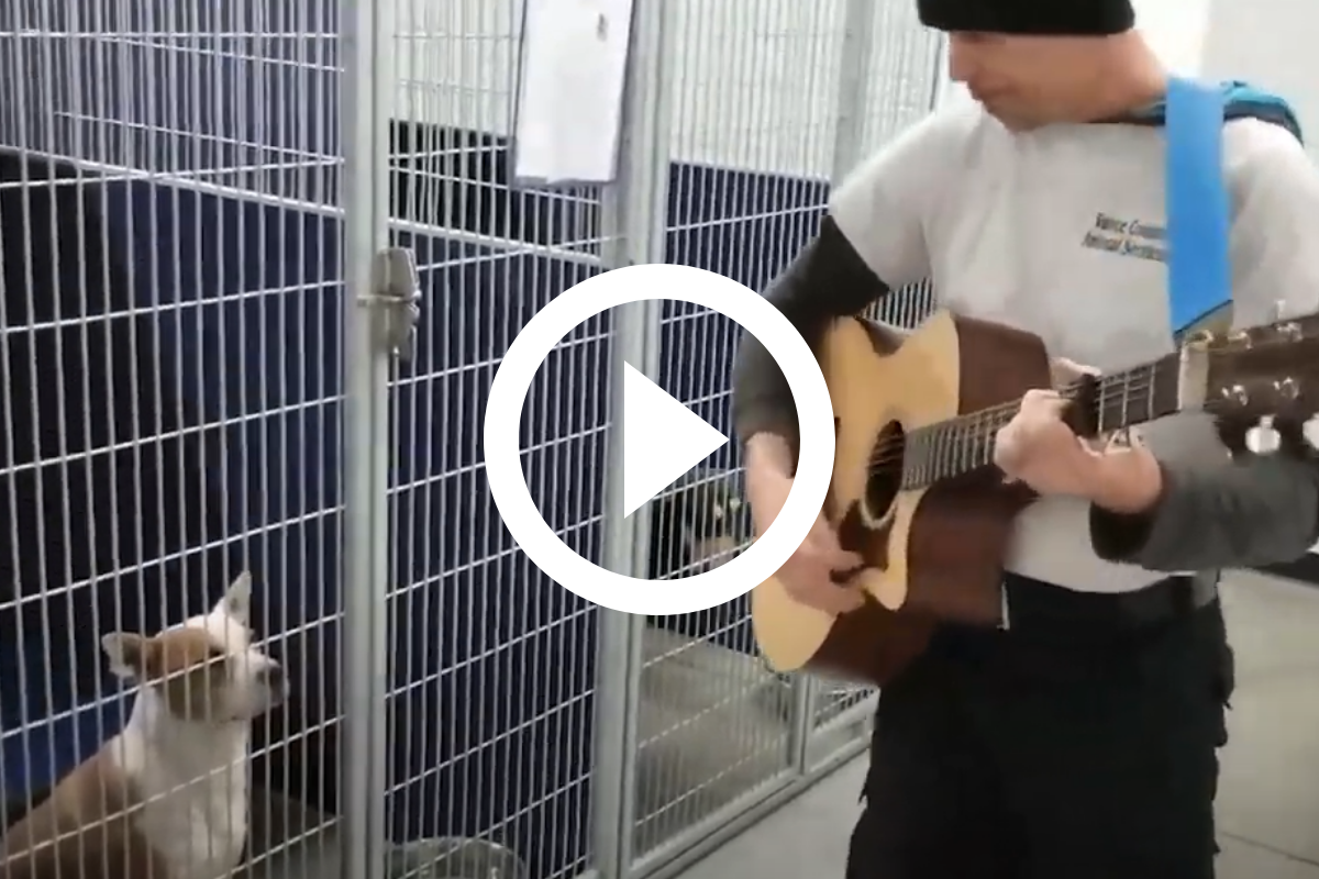 VÍDEO: Homem canta para acalmar cães abandonados em abrigo