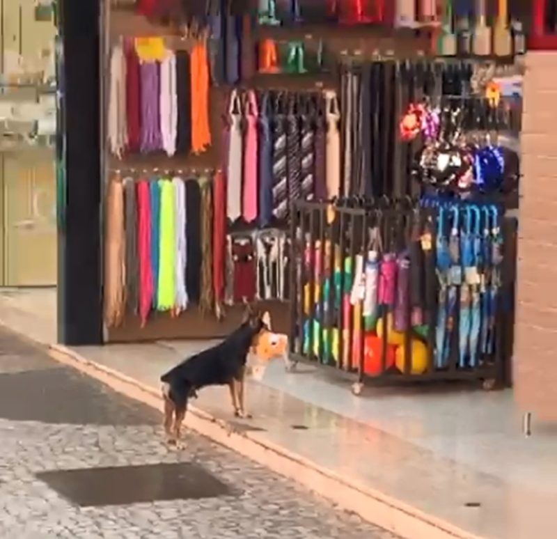 cachorro na loja