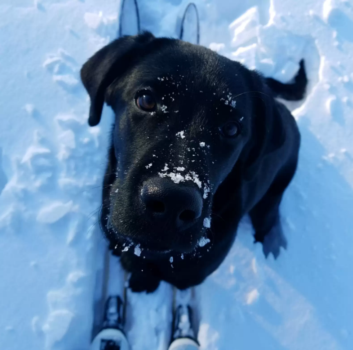 cão, dono dos brinquedos