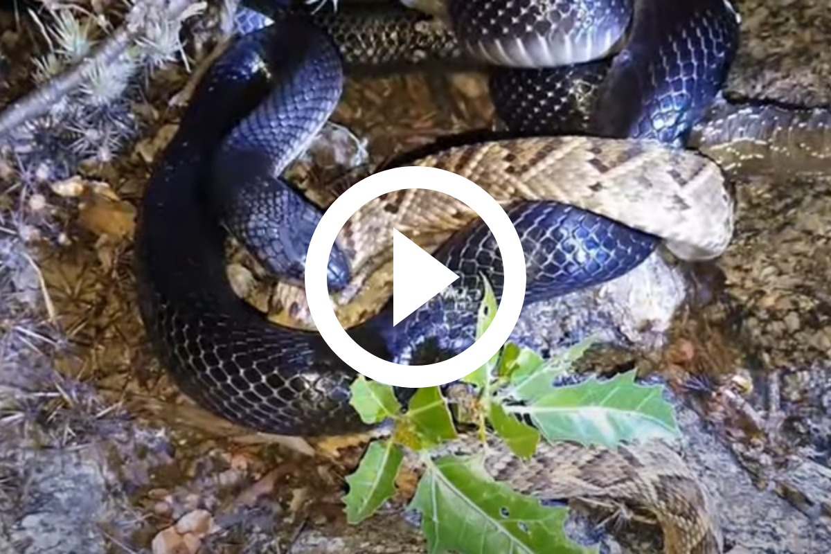 UOL on X: Cobra azul ataca cascavel nos #EUA; veja a luta http