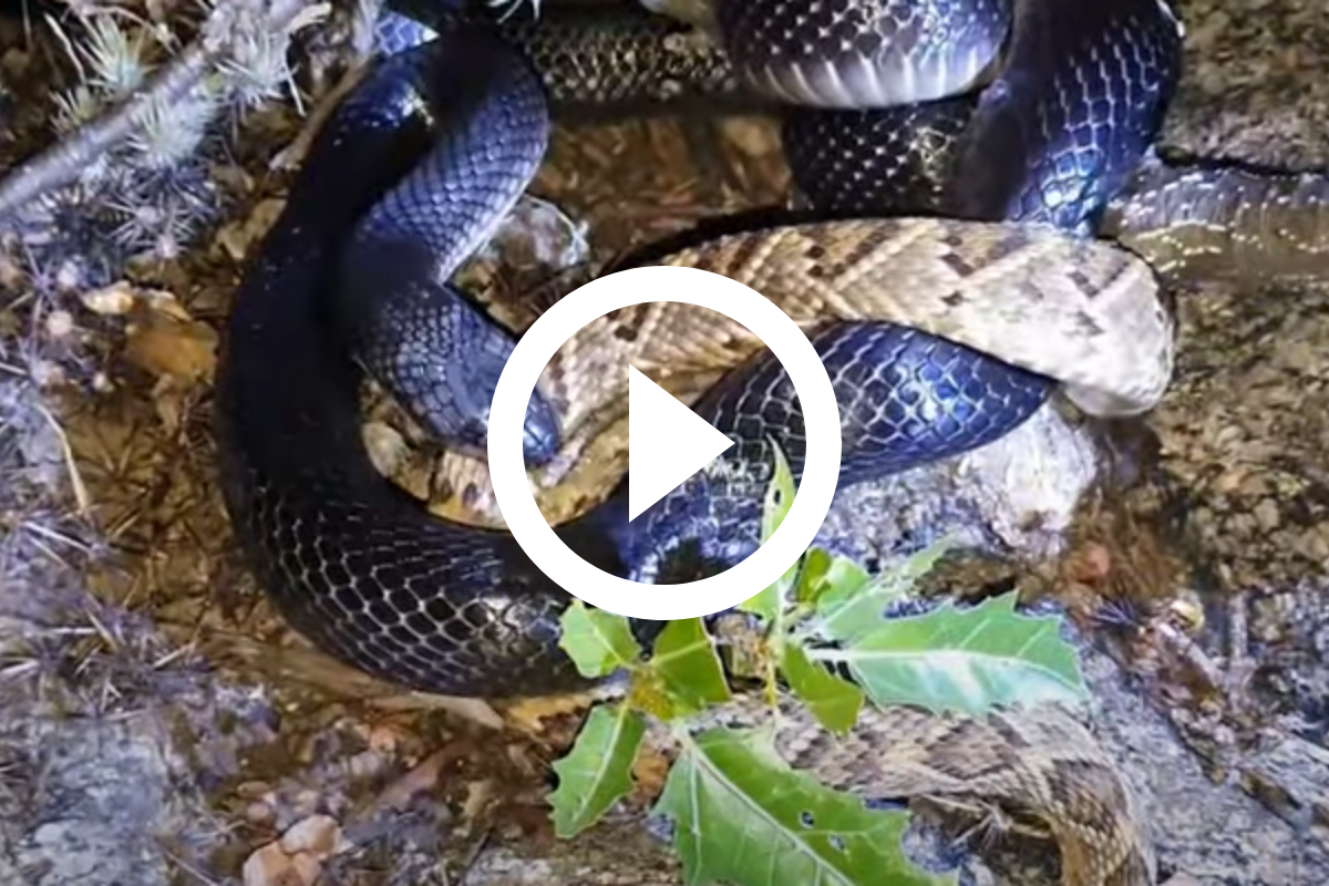 Vídeo: Durante caminhada, morador se depara com cobra cascavel no