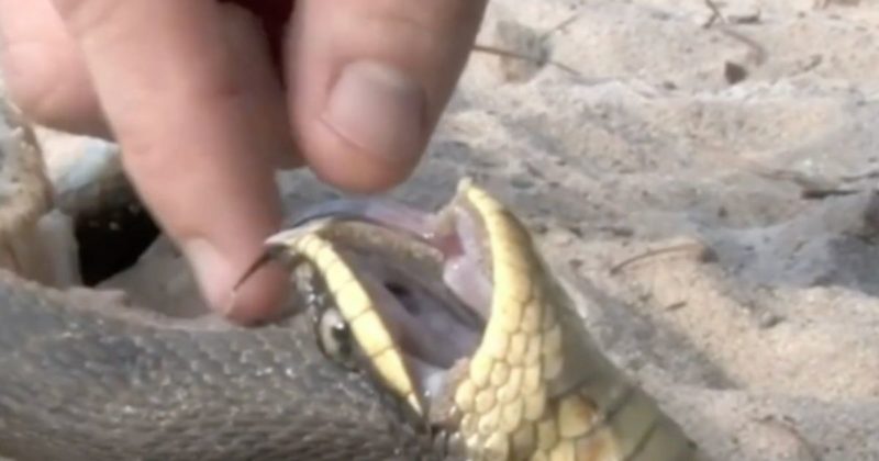 Cobra nariz de porco simula morte e solta pum com cheiro de podre para enganar predadores – Foto: Reprodu&ccedil;&atilde;o