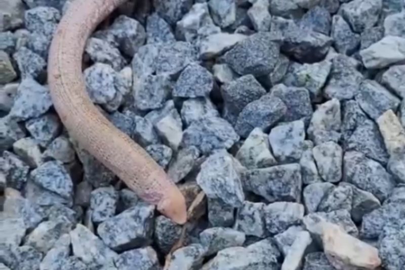 Cobra-de-duas-cabe&ccedil;as, na verdade, n&atilde;o &eacute; bem uma cobra – Foto: Christian Raboch/Reprodu&ccedil;&atilde;o