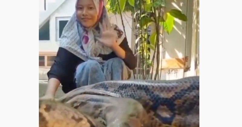 Calma da moça diante da cobra gigantesca deixou internautas curiosos &#8211; Foto: Reprodução