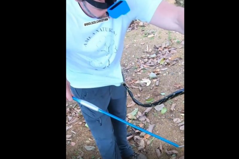 Bi&oacute;logo quase foi mordido na genit&aacute;lia pela caninana – Foto: Christian Raboch/Reprodu&ccedil;&atilde;o