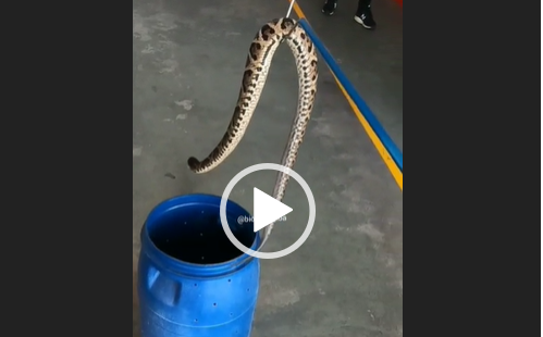 Morador flagra cobra 'pescando' em SC - Sulinfoco