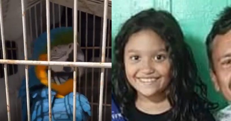 Arara e outros animais silvestres foram encontrados na casa onde Luna Bonett Silva, de 11 anos, foi morta, em Timbó – Foto: Reprodução