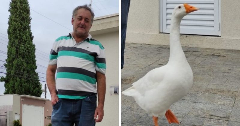 Gansa de estima&ccedil;&atilde;o se torna celebridade em Itaja&iacute; – Foto: Marisa Amorim Borba/Arquivo Pessoal