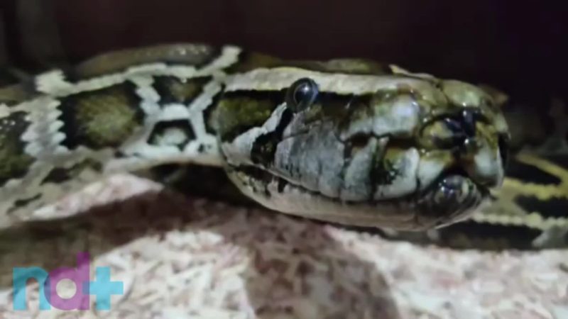 Cativeiro ilegal com cobras ex&oacute;ticas foi encontrado em Blumenau – Foto: PMASC/Divulga&ccedil;&atilde;o/ND