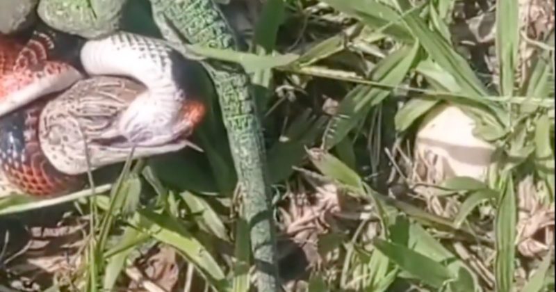 “Meu Deus!”, diz o matuto ao ver o tamanho do calango e o tamanho da cobra: “Cobrinha fela da …” – Foto: Reprodu&ccedil;&atilde;o