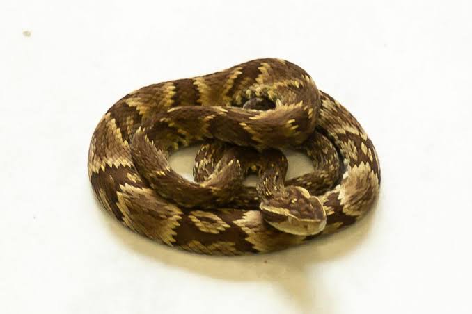 A ocorr&ecirc;ncia aconteceu na tarde desta quinta-feira – Foto: Corpo de Bombeiros/Divulga&ccedil;&atilde;o