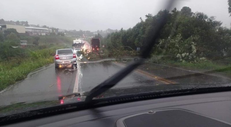 Queda de &aacute;rvore foi registrada em Xaxim – Foto: Defesa Civil/ND