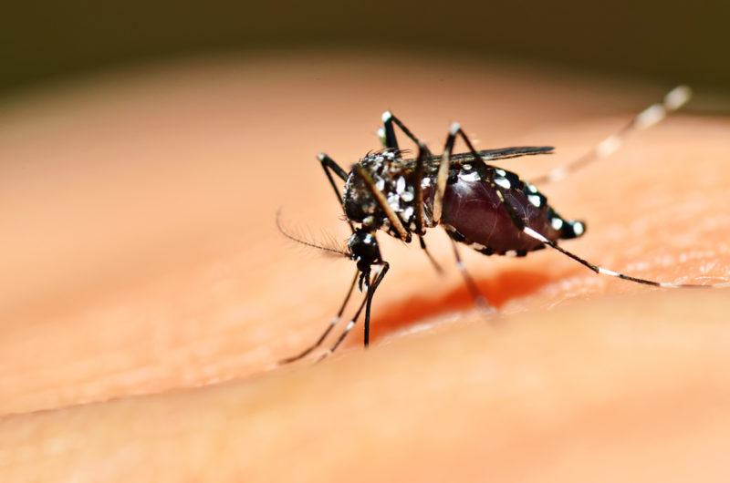 SC tem 37 cidades consideradas em nível de epidemia da dengue- Foto: PMA/Divulgação/ND