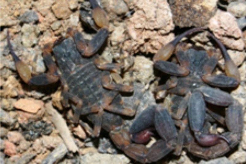 Escorpi&otilde;es apareceram em seis bairros de Mafra, no Planalto Norte – Foto: Divulga&ccedil;&atilde;o/ND