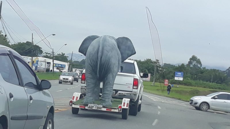 Elefante foi flagrado sendo transportado em carroceria de caminhonete em Blumenau nesta sexta-feira (1) – Foto: Divulga&ccedil;&atilde;o/ND