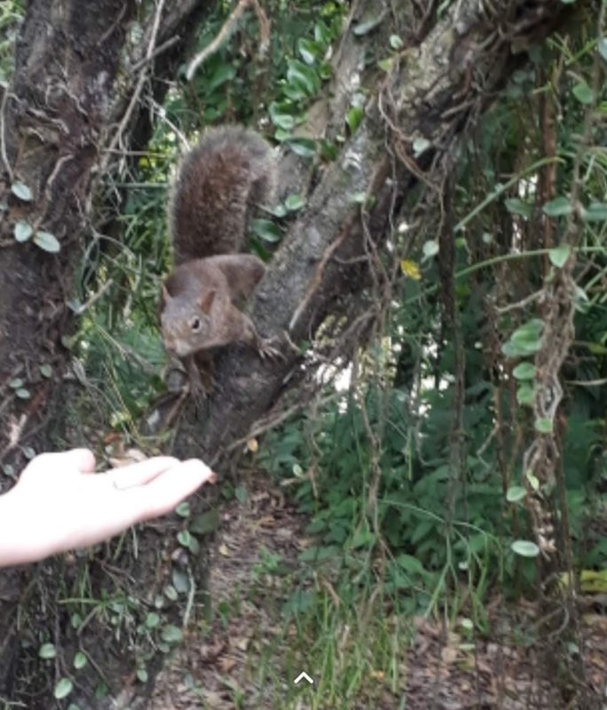 Clube de Tênis do Bosque dos Esquilos