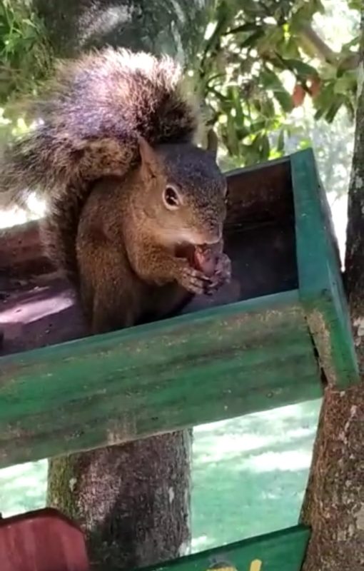 Clube de Tênis do Bosque dos Esquilos