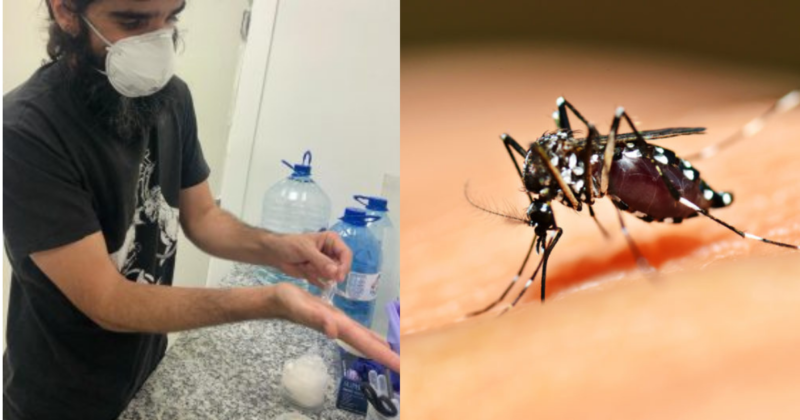 Pesquisador estuda t&eacute;cnica para impedir ciclo de transmiss&atilde;o da dengue – Foto: Montagem/ND