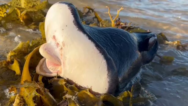 Criatura alien&iacute;gena, ET, coala carn&iacute;voro… o que seria esse ser? – Foto: Reprodu&ccedil;&atilde;o