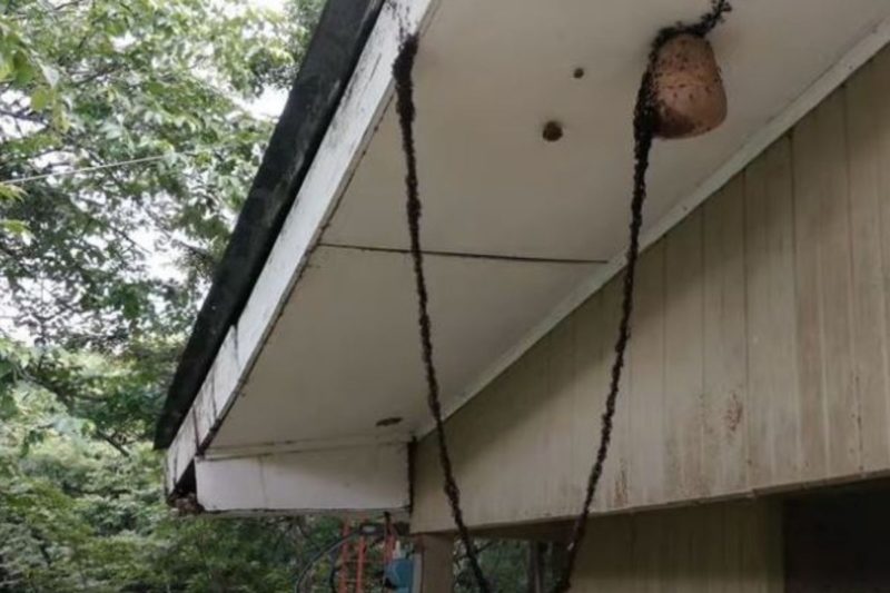 Unidas, formigas formaram uma ponte para saquear ninho de vespas – Foto: Reprodu&ccedil;&atilde;o/Internet