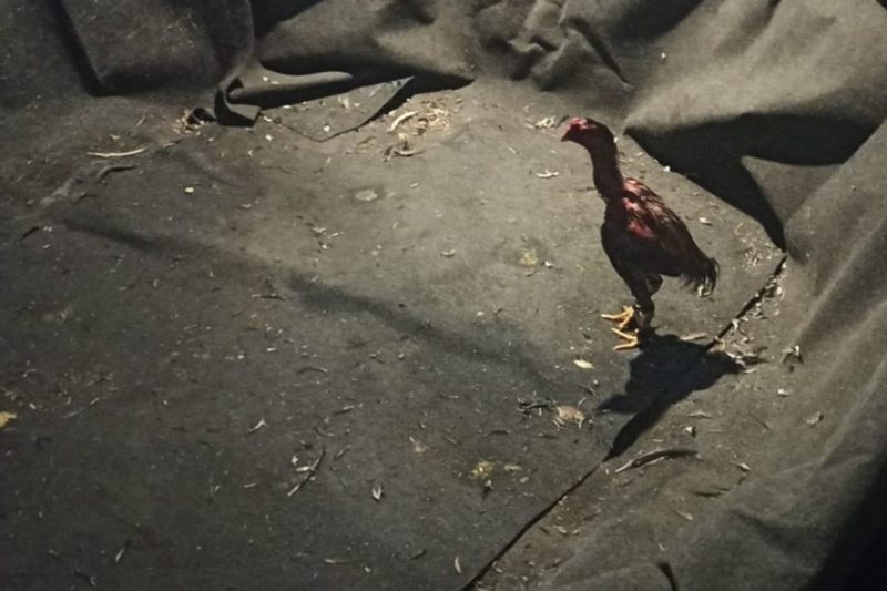 Mais de 10 galos foram resgatados em casa de Jaragu&aacute; do Sul – Foto: PM/Divulga&ccedil;&atilde;o