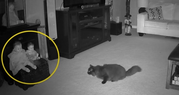 Gato percebe algo saindo da boneca e sai correndo. – Foto: Internet/ND