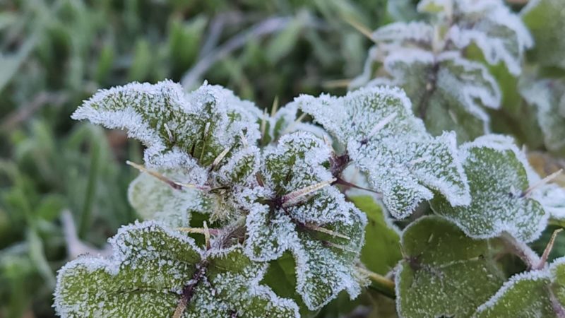 Para o Grande Oeste, Planaltos e Alto Vale do Itaja&iacute;, h&aacute; chance de geada – Foto: Mycchel Legnaghi/S&atilde;o Joaquim Online/Reprodu&ccedil;&atilde;o/ND