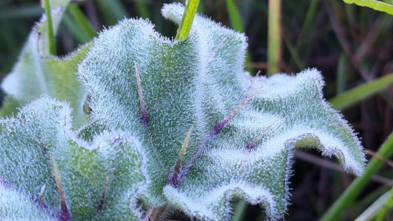 Bom Jardim da Serra registrou 0&deg;C; S&atilde;o Joaquim 1,2&deg;C; Urupema, Fraiburgo e Vargem Bonita anotaram 2,8&deg;C – Foto: Mycchel Legnaghi/Divulga&ccedil;&atilde;o/ND