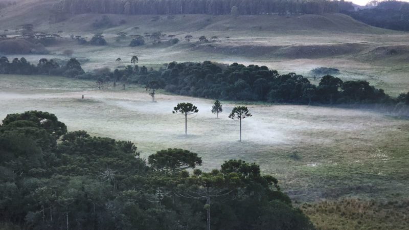 Temperatura na relva deixou a grama congelada – Foto: Mycchel Legnaghi/Divulga&ccedil;&atilde;o/ND