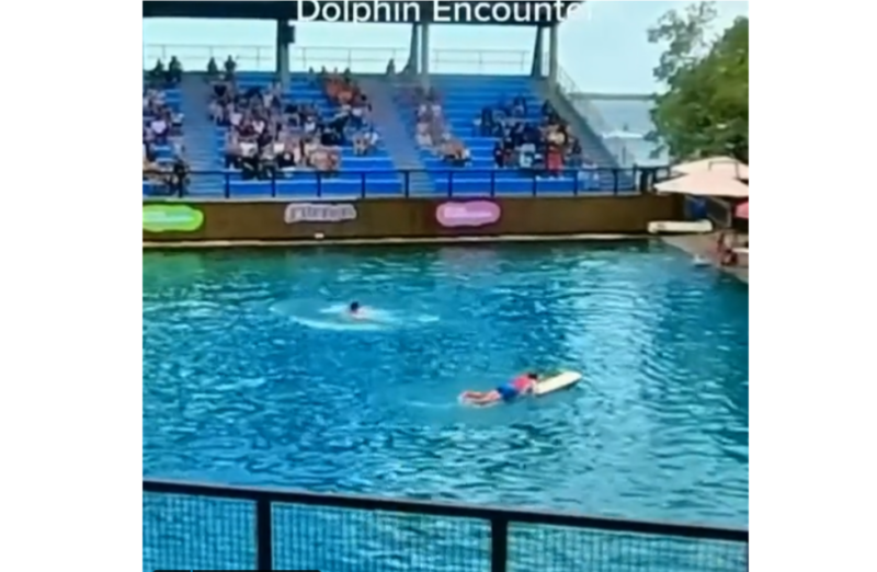 Animal atacou treinador ainda durante apresenta&ccedil;&atilde;o em Miami – Foto: Internet/Reprodu&ccedil;&atilde;o/ND