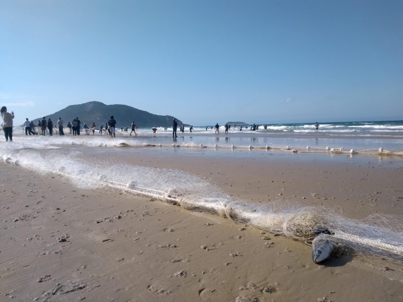 Nos ranchos de pesca de Florian&oacute;polis, j&aacute; chegou a hora de deixar tudo pronto para a pr&oacute;xima safra da tainha – Foto: Marina Sim&otilde;es/ND