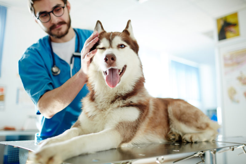 O acompanhamento regular permite que os veterinários compreendam melhor as características de cada animal &#8211; Foto: Divulgação