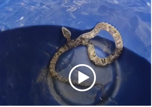 Vídeo mostra cobra rara de cor azul extremamente venenosa
