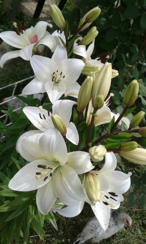 Flores de outono: como escolher as melhores para o ambiente?