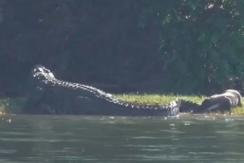 Homem fazia ch&aacute; perto de barraca de acampamento quando ouviu o “grito” do crocodilo – Foto: Reprodu&ccedil;&atilde;o/YouTube