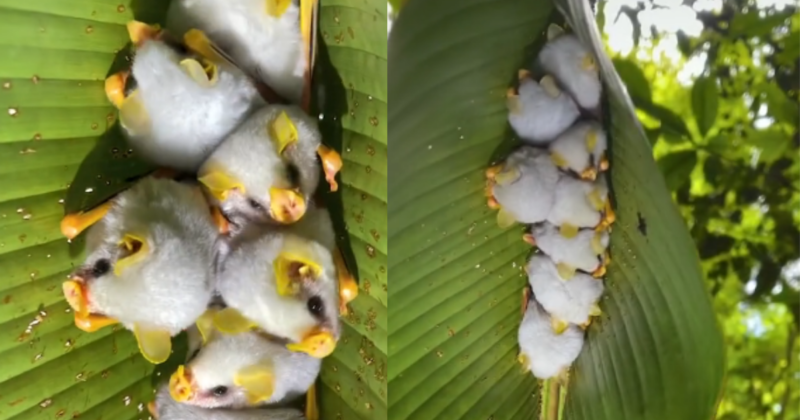 Filhotes de morcego de pelagem branca viralizam na internet – Foto: Internet/Reprodu&ccedil;&atilde;o/ND