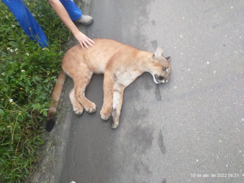 Animal foi recolhido – Foto: Internet/Divulga&ccedil;&atilde;o ND