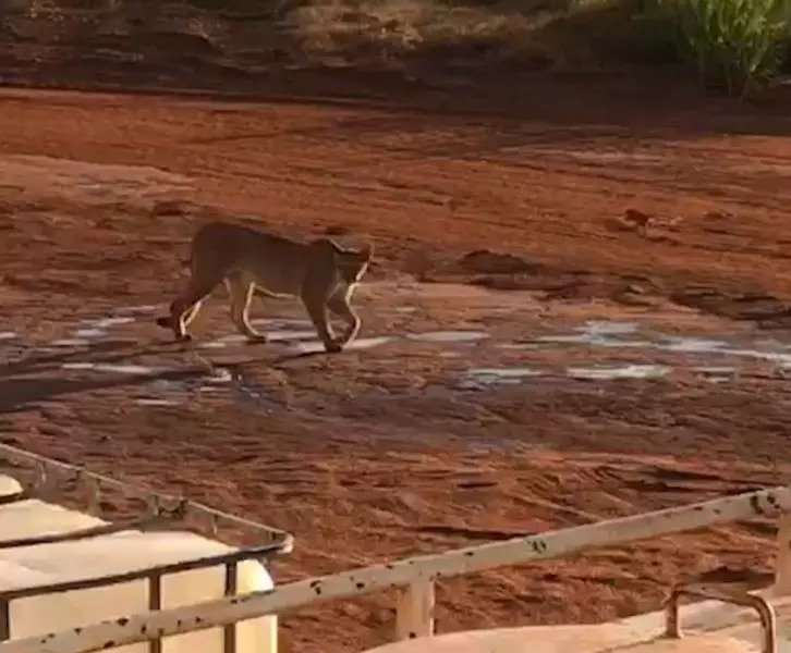 On&ccedil;a-parda invade p&aacute;tio de cooperativa e encara c&acirc;mera – Foto: RIC Mais/ND